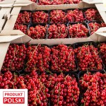 Porzeczka czerwona - paletka 10x500g