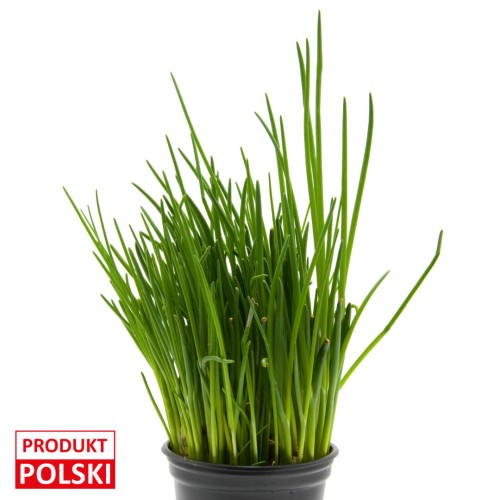 szczypiorek-doniczka