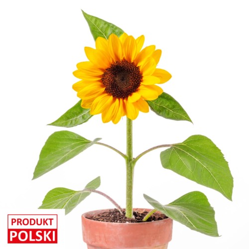 Słoneczki w doniczce (1) (1).jpeg