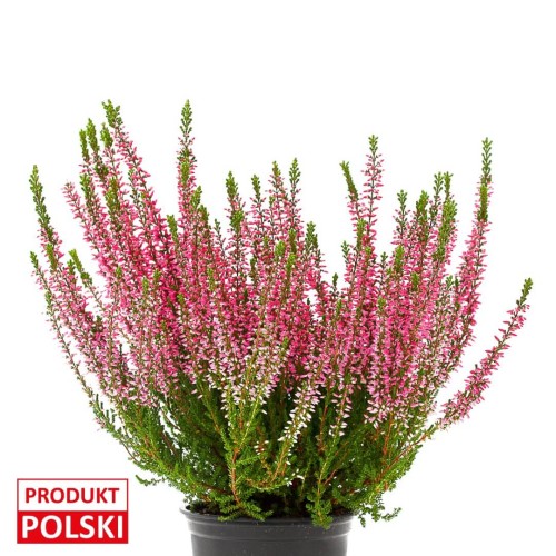 wrzos-doniczka-produkt-polski