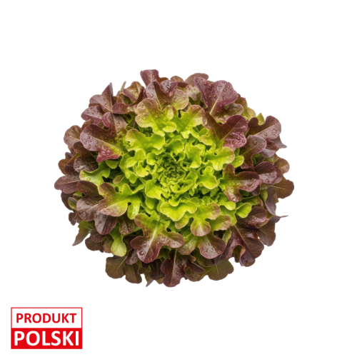 Sałata dębowa.png