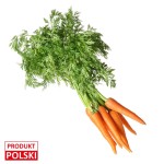 Marchew młoda