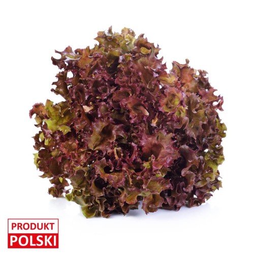 Sałata lollo rosso (1).jpeg