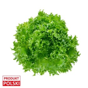 Sałata lollo bionda