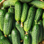 Ogórek gruntowy-7.png