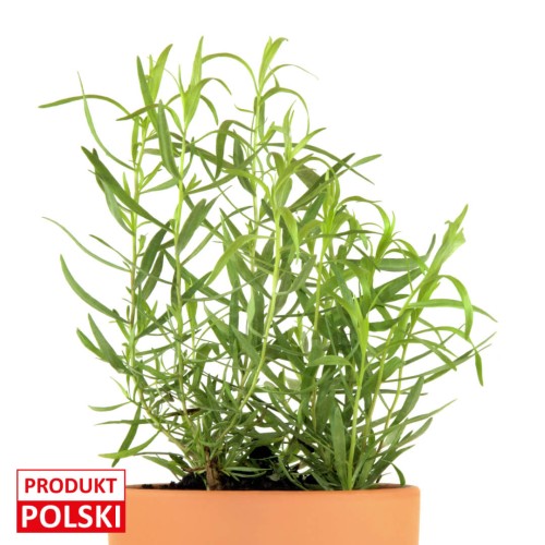 estragon-produkt-polski