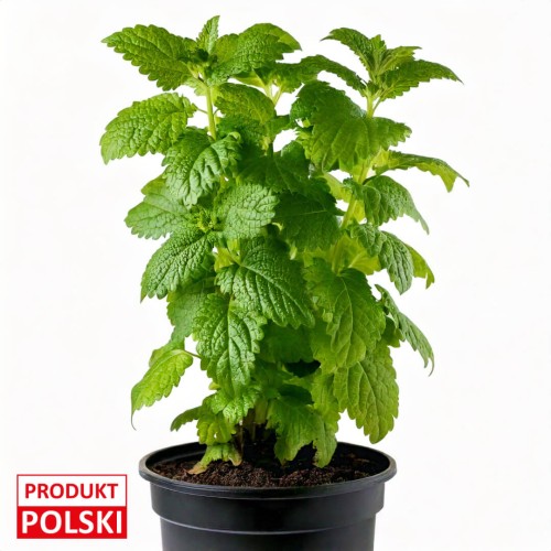 melisa-w-doniczce-produkt-polski