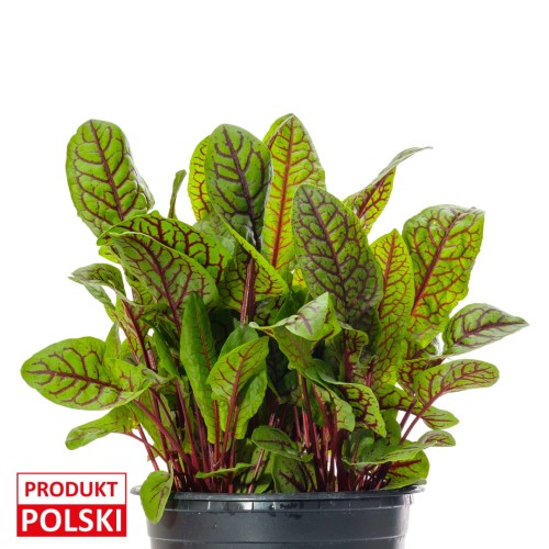 szczaw-doniczka-produkt-polski