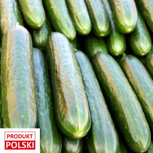 ogórek-szklarniowy