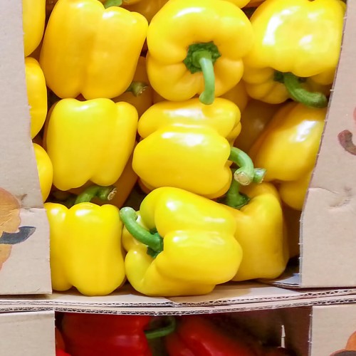 Papryka żółta-1.jpeg